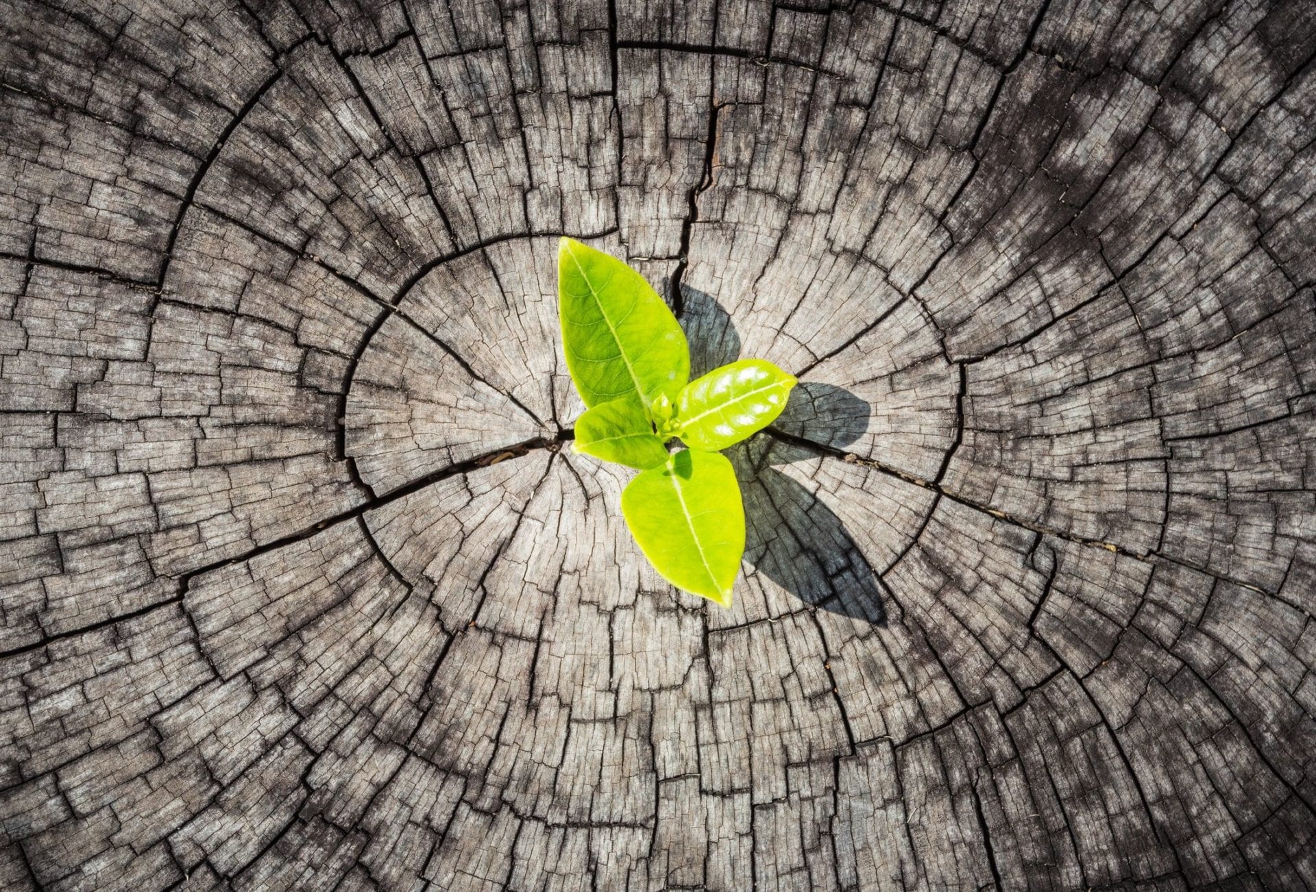 A green leaf sitting on top of a tree stump.