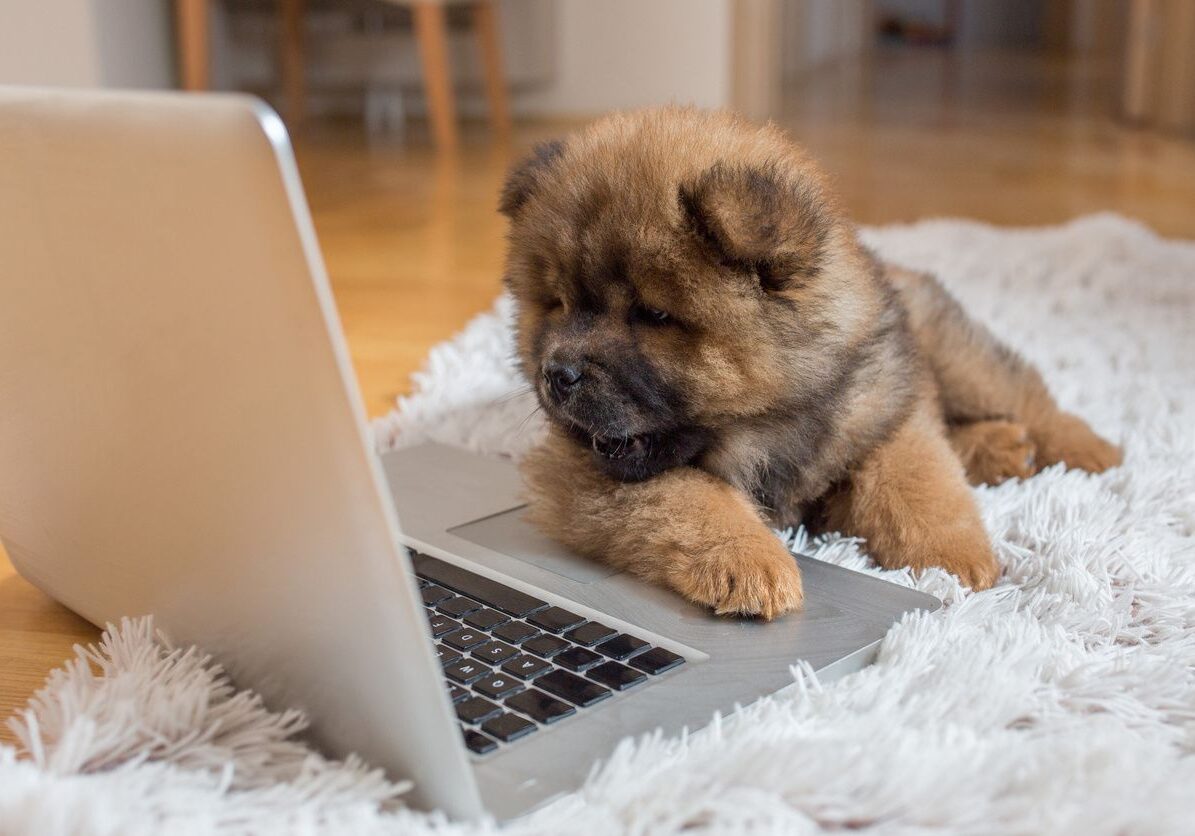 A dog is laying on the floor next to a laptop.